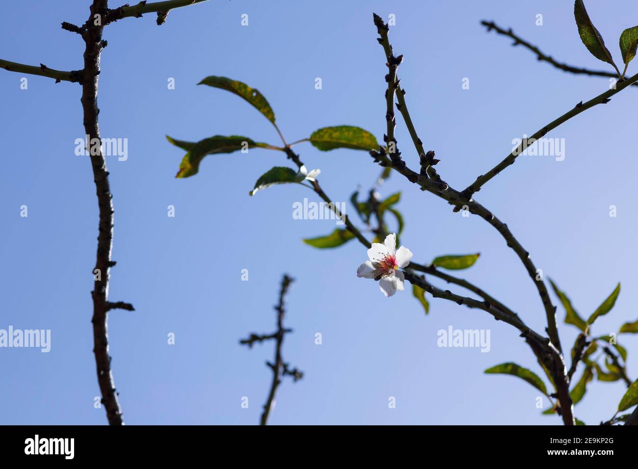 Almond tree branches with first leaves and flowers on a blue sky