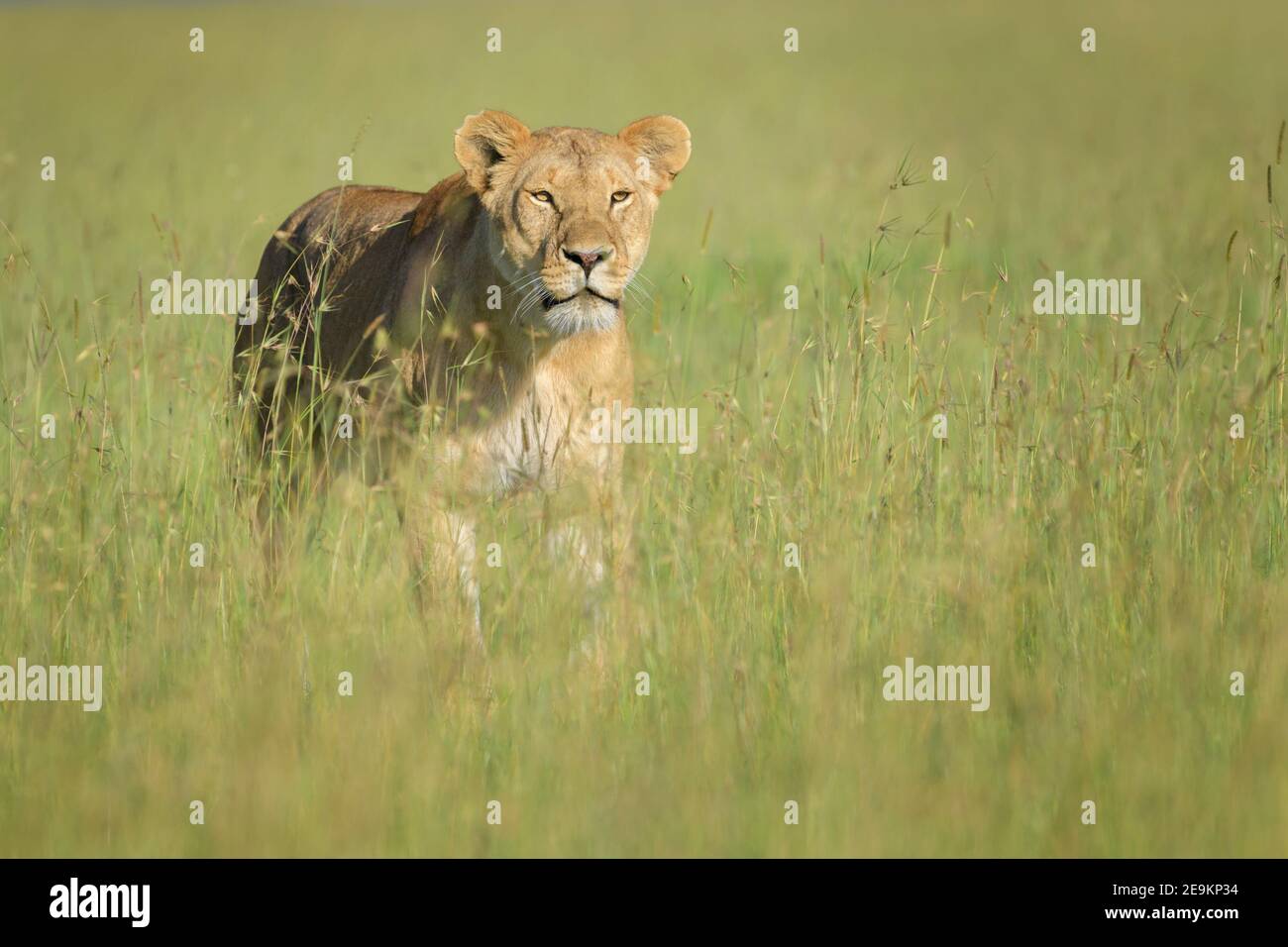 Lioness (Panthera leo) walking on savanna, looking at camera, Masai Mara national reserve, Kenya. Stock Photo