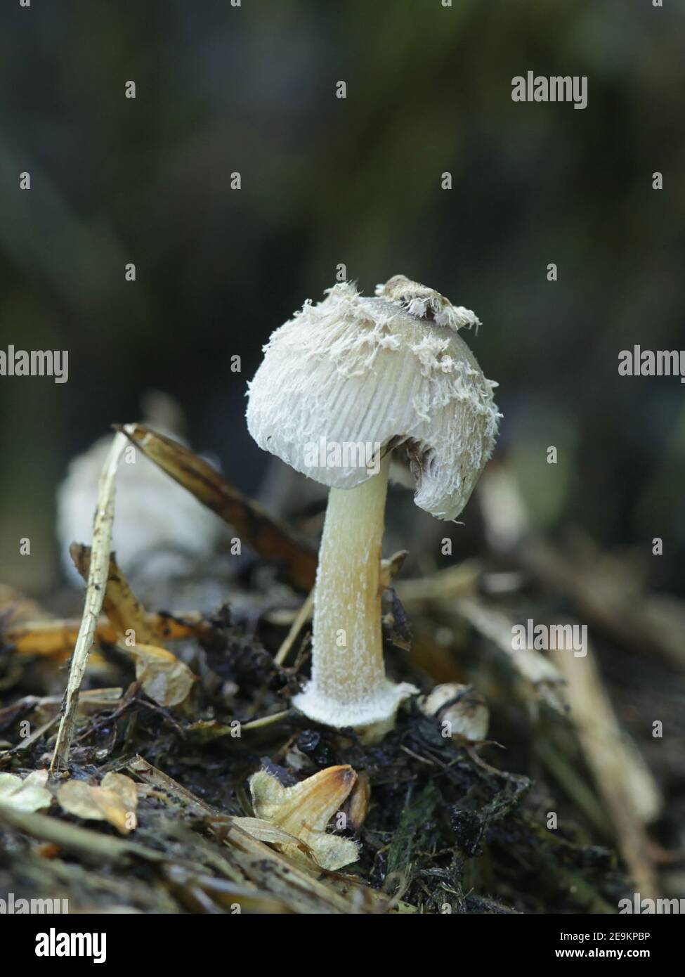Coprinus sterquilinus, known as the midden inkcap, wild mushroom growing on horse dung from Finland Stock Photo