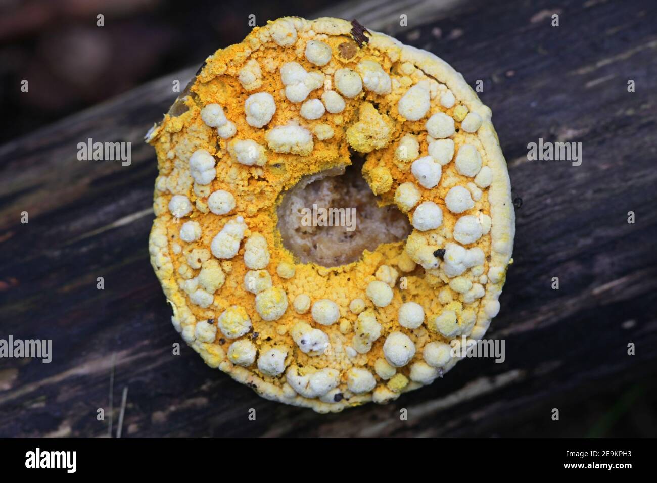 Hypomyces chrysospermus, known as Bolete eater or bolete mould, , a parasitic ascomycete fungus that grows on bolete mushrooms Stock Photo