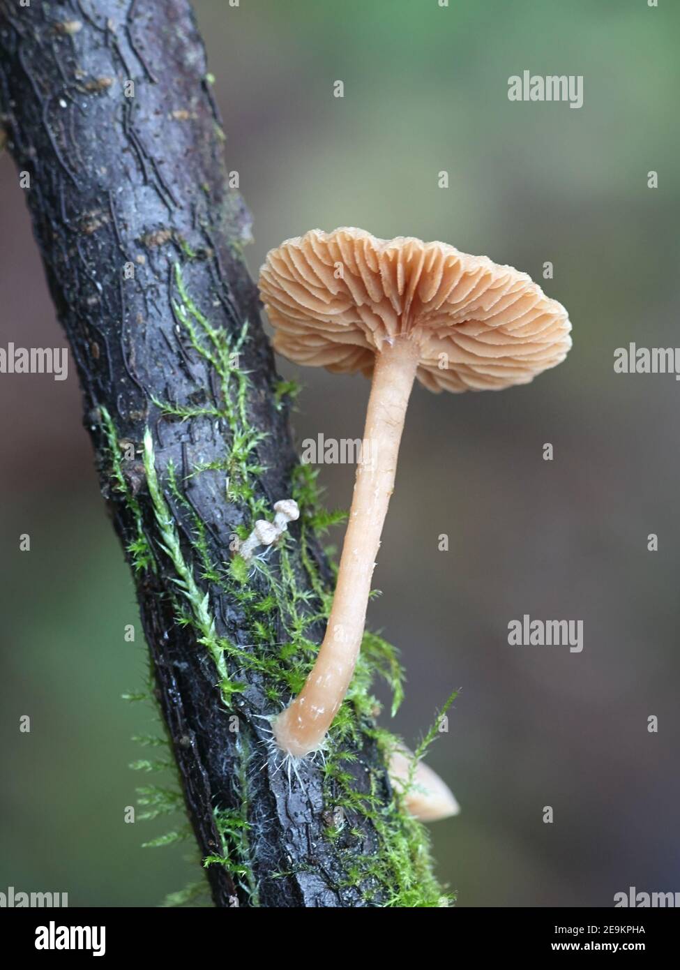 Tubaria conspersa, commonly known as the felted twiglet, wild mushroom from Finland Stock Photo