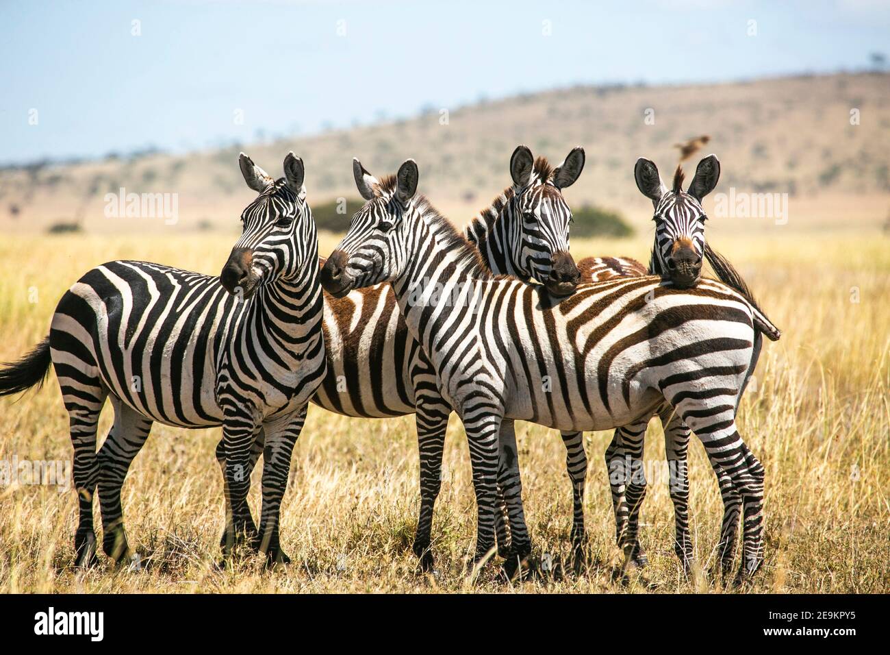 Zebra herd in Masai Mara Game Reserve of Kenya, East Africa Stock Photo ...