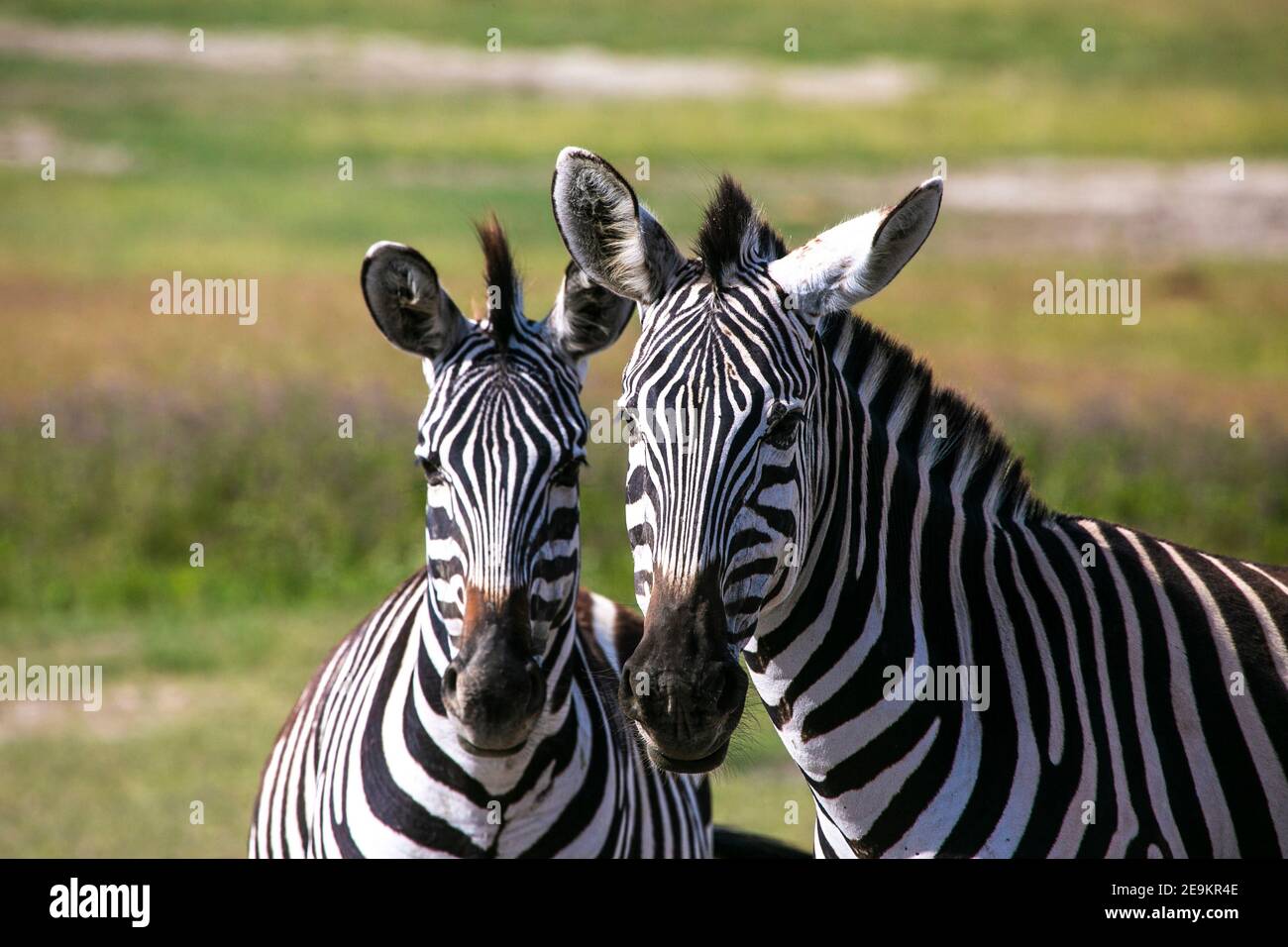Zebra herd in Masai Mara Game Reserve of Kenya, East Africa Stock Photo ...