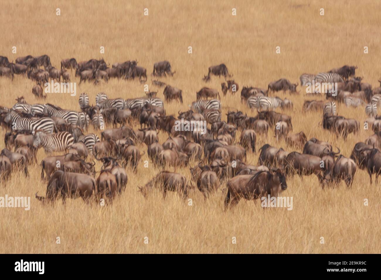 Zebra herd in Masai Mara Game Reserve of Kenya, East Africa Stock Photo ...