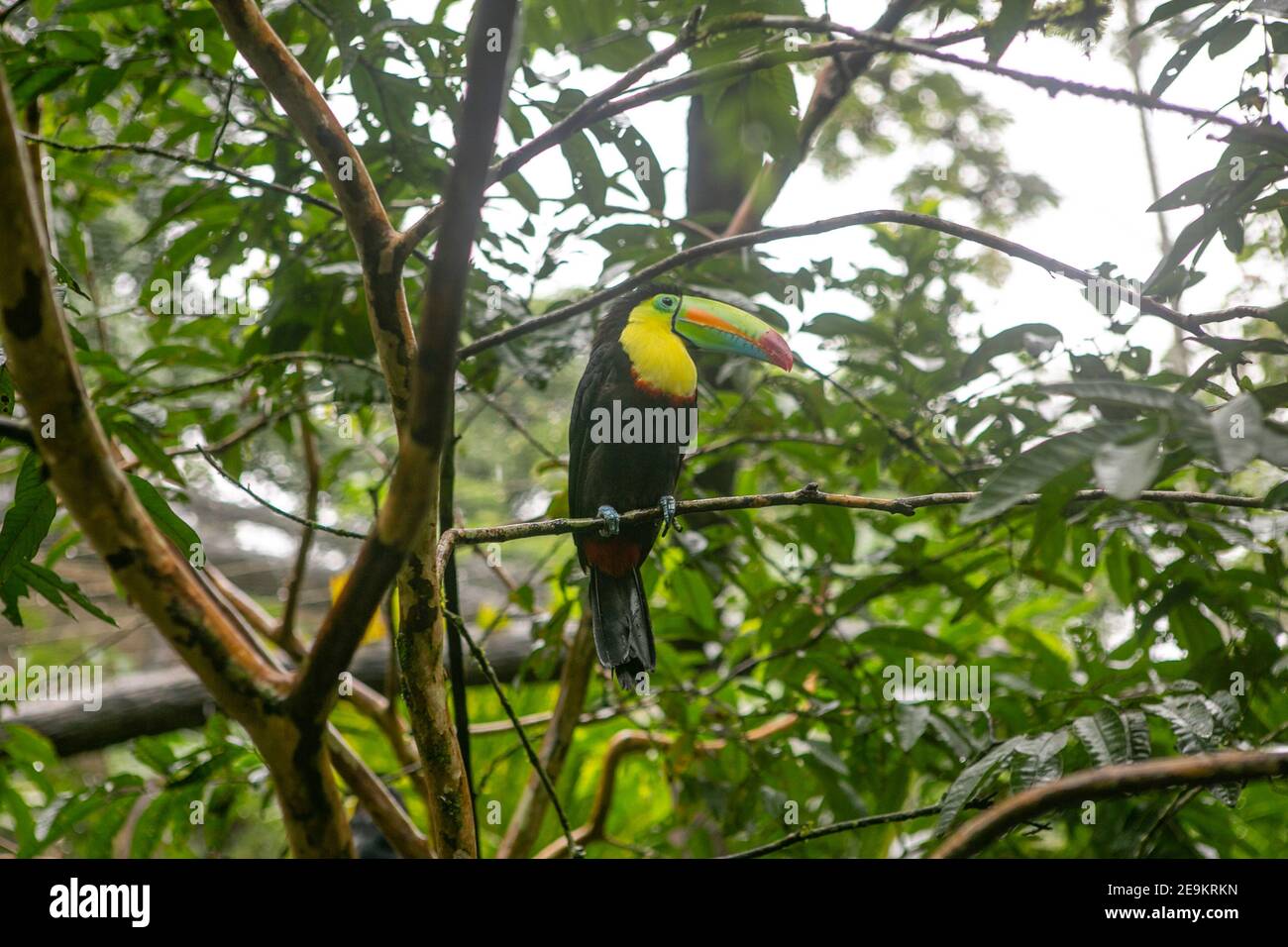 Toucan resting on a tree branch in a nature reserve in Costa Rica Stock Photo