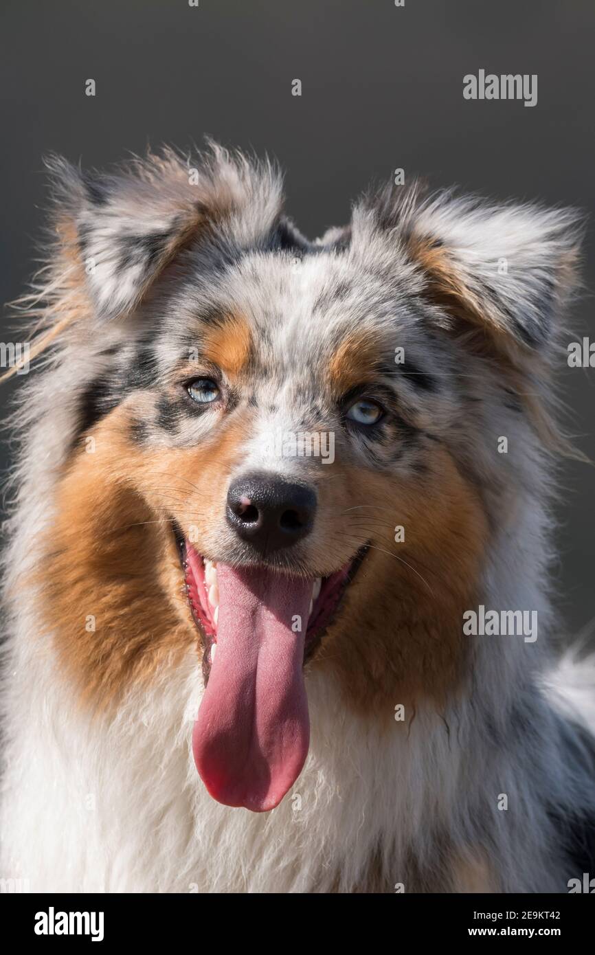 Tan point blue merle australian shepherd top
