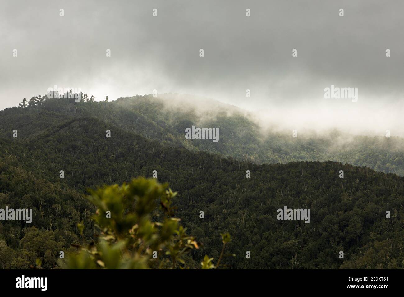 Misty day with low cloud over the laurel forests in Monte de Agua, Erjos, teno, Tenerife, Canary Islands, Spain Stock Photo