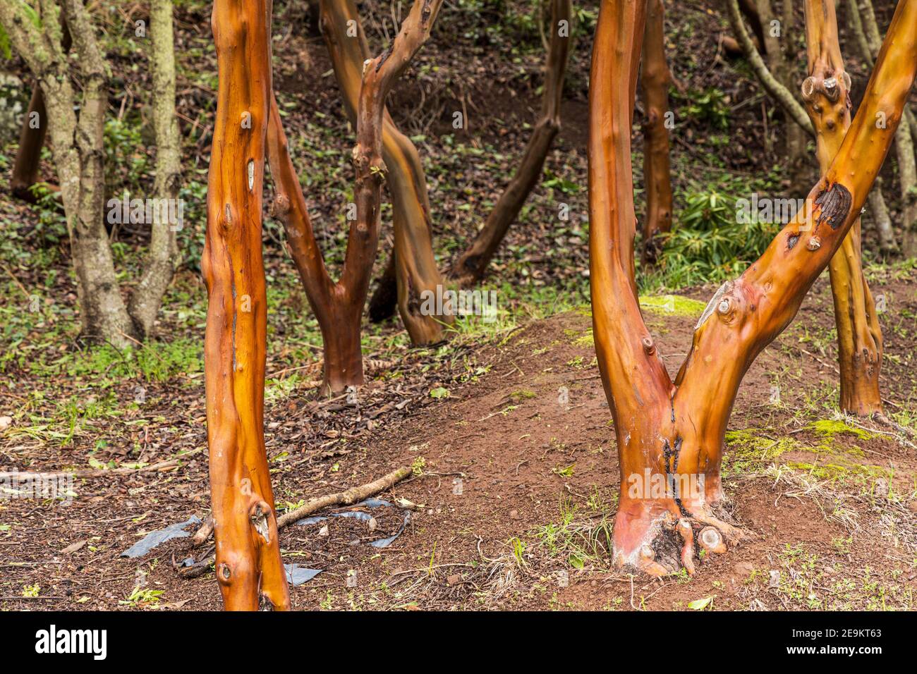 Orange, red bark of the Arbutus canariensis, Canary madrone, Canary Islands strawberry tree, madroño canario, madroño, madroñero, Monte de Agua, Erjos Stock Photo