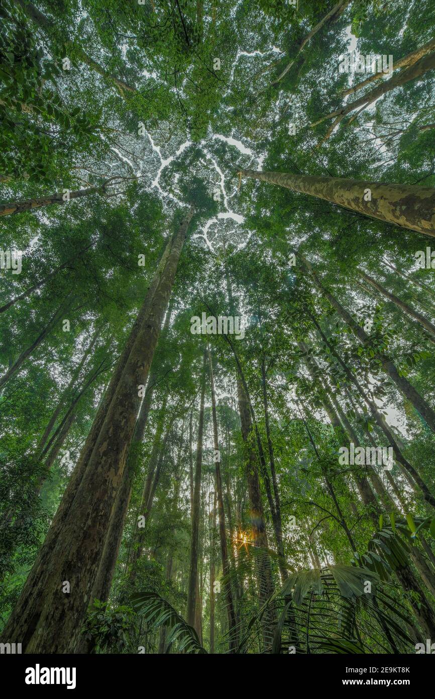 forest sunrise and crown-shyness phenomenon formed by the clusters of Shorea resinosa in forest Stock Photo