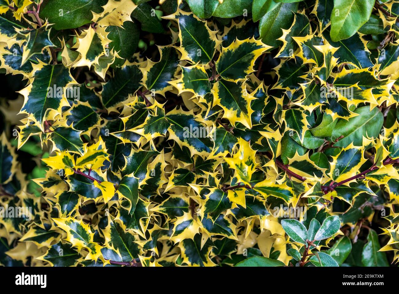 Variegated holly bush green and yellow leaves. Stock Photo