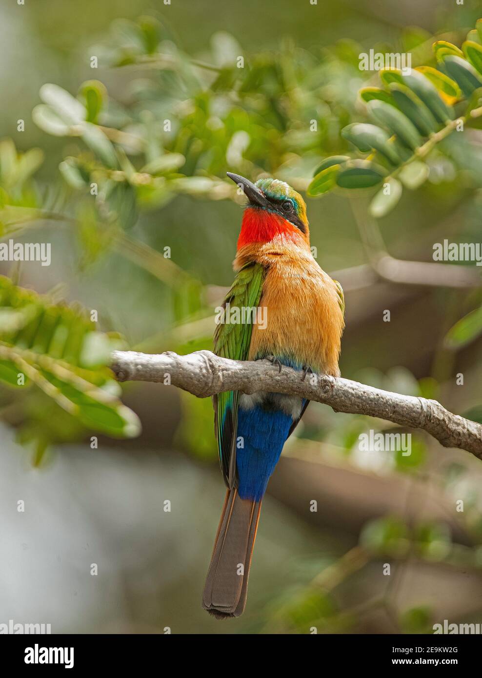 Colourful Red Breasted Beeeater on the River banks of the Nile near the Murchison Falls Uganda. Stock Photo