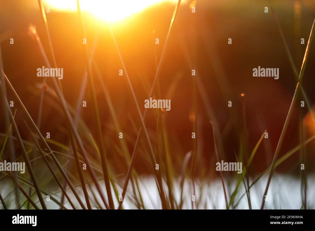 Fresh orange summer background. Thin reeds grass on sunset. Fine blades of grass with shining. Close up, wallpapers, copy space, postcard. Selective Stock Photo