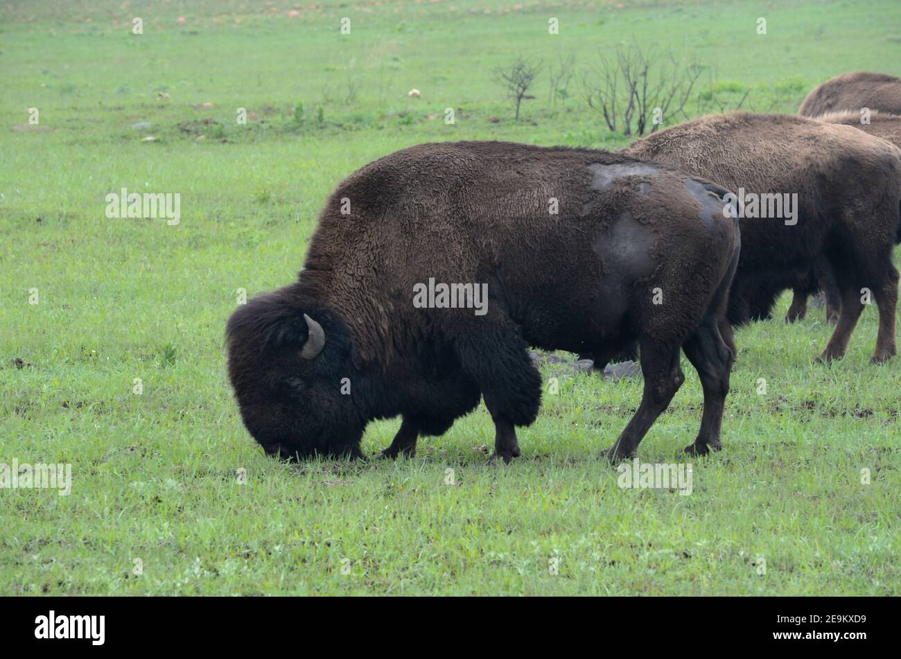 American bison grazing hires stock photography and images Alamy