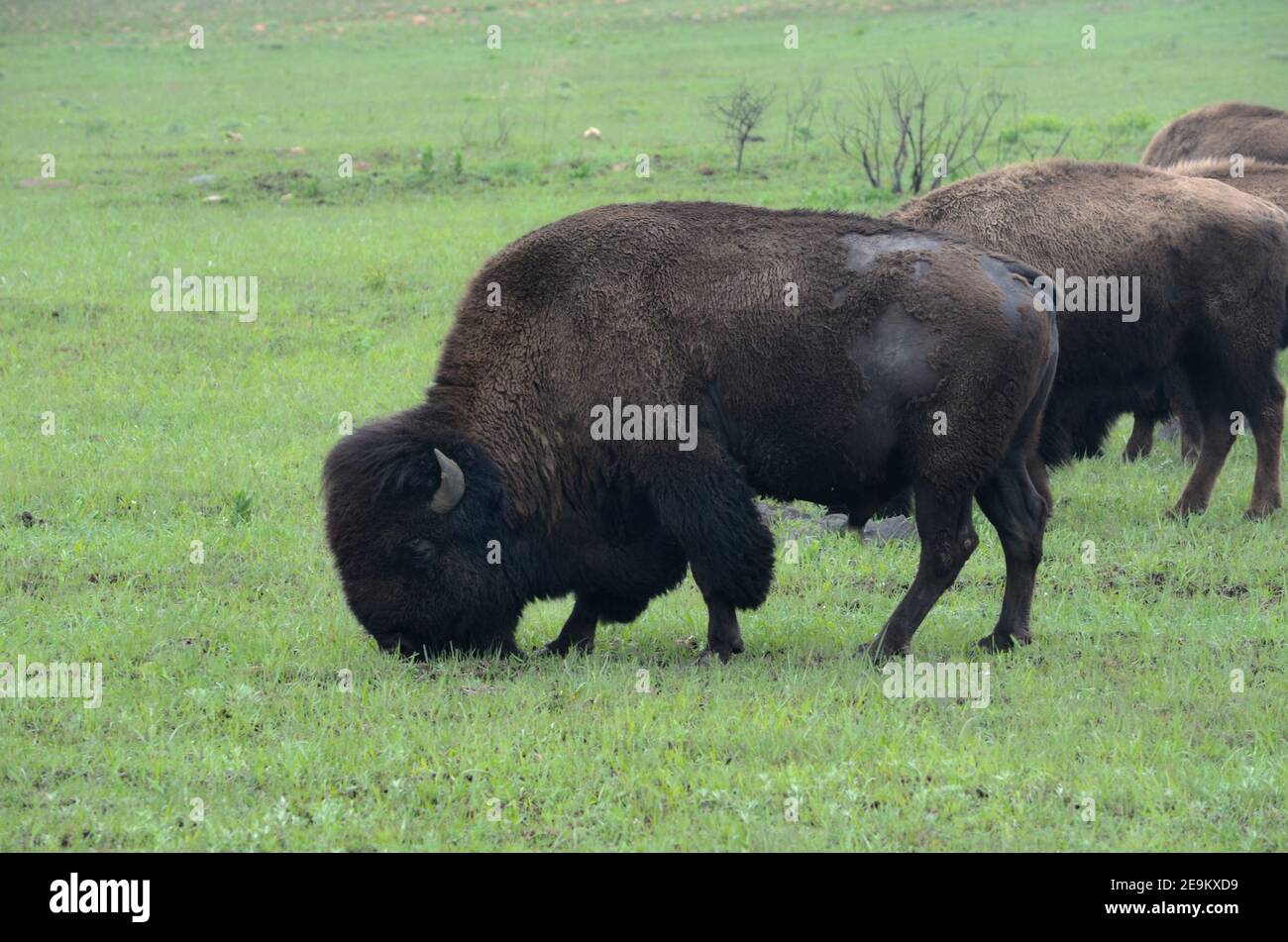 American Bison Grazing Stock Photo