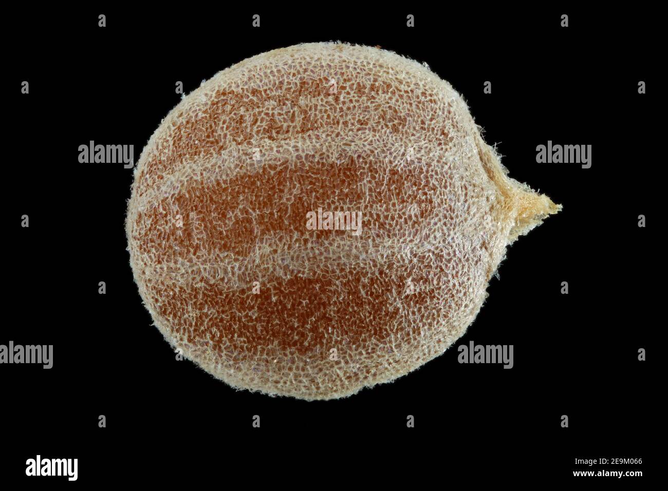 Coriandrum sativum, Coriander, Koriander, close up, seed, 3 mm in diameter Stock Photo