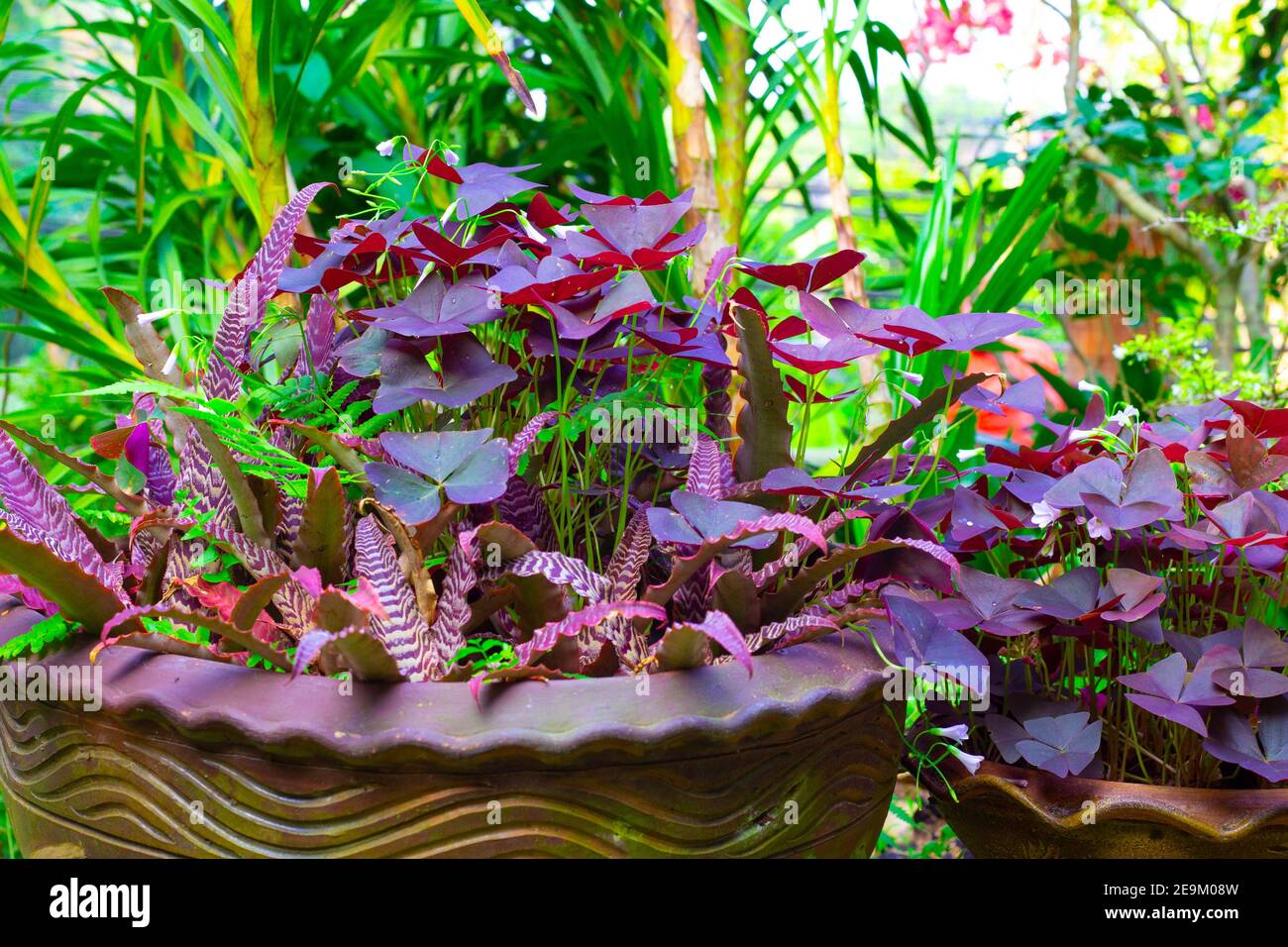 flowering plant acid, oxalis, violet potted, growing outdoors, garden decorations Stock Photo