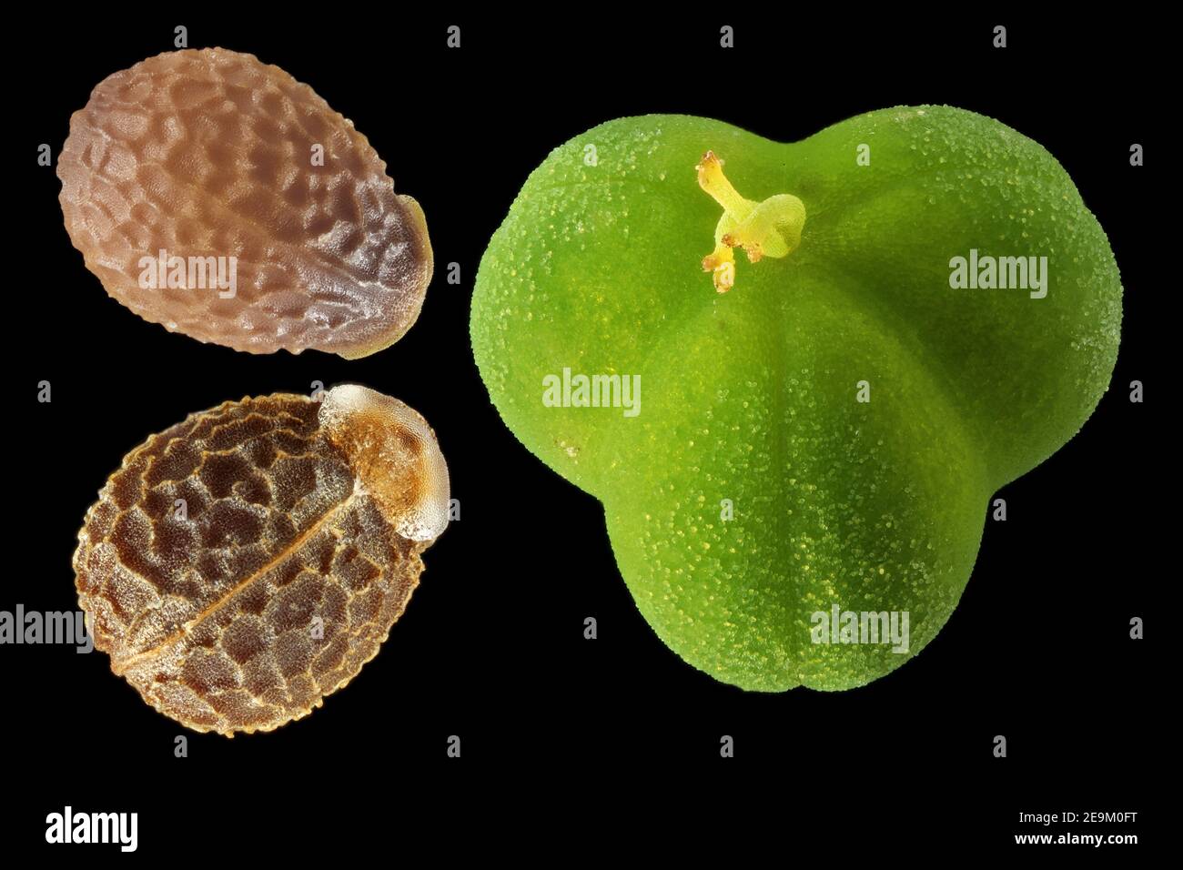 Euphorbia helioscopia, Sun spurge, Sonnenwend-Wolfsmilch, close up, fruit and seeds, seeds with elaiosome, seed 2 mm long Stock Photo