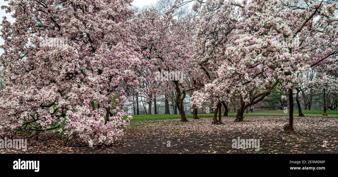 Magnolia tree in spring in Central Park, mnew York City Stock Photo - Alamy