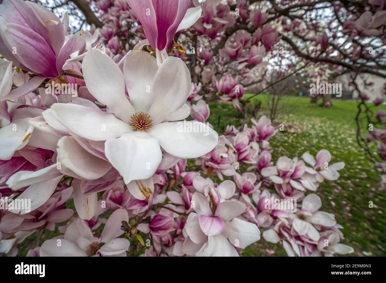 Magnolia tree in spring in Central Park, mnew York City Stock Photo - Alamy