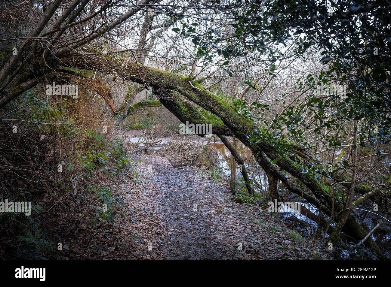 A rough muddy footpath in the atmospheric Metha Woods in Lappa Valley near St Newlyn East in Cornwall. Stock Photo