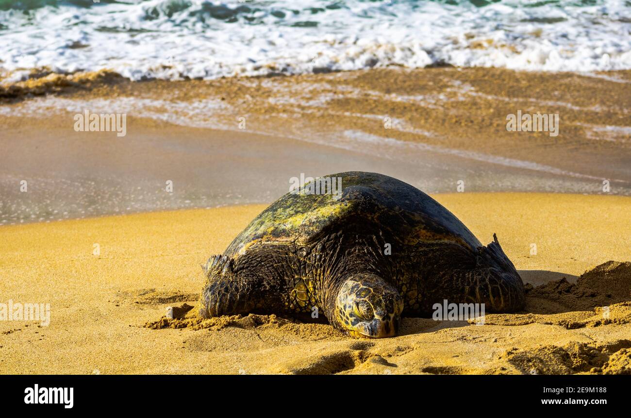 Bealtiful turtles in Hawaii Laniakea north shore oahu Hawaii HI Stock