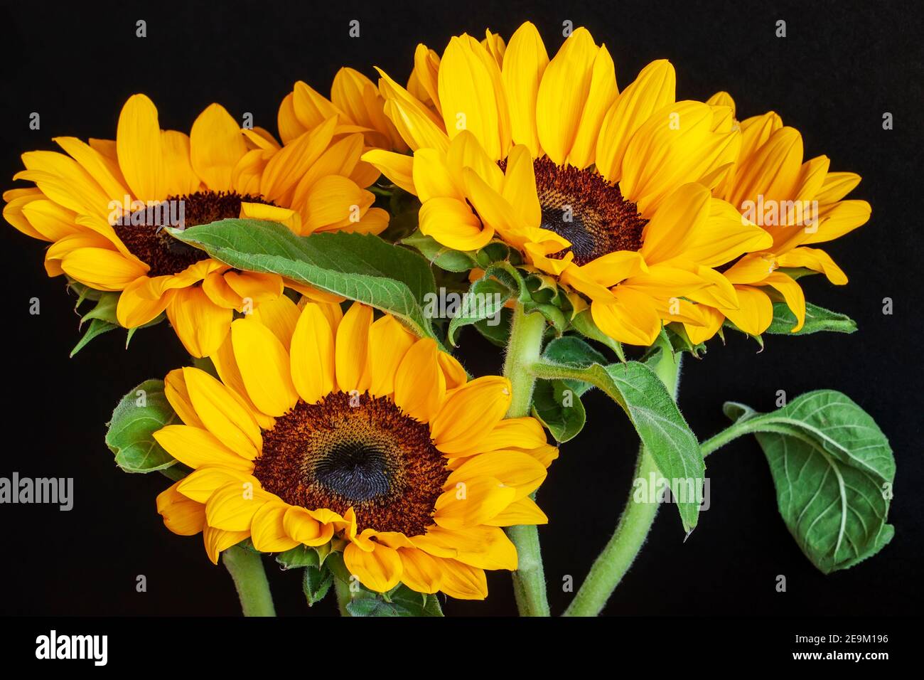 Vibrant fresh close up hi-res stock photography and images - Alamy