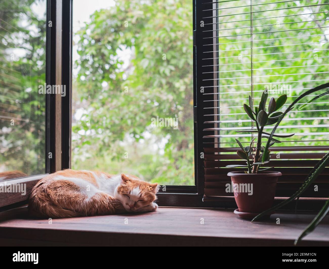 Cute orange and white cat sleeping on window sill Stock Photo - Alamy