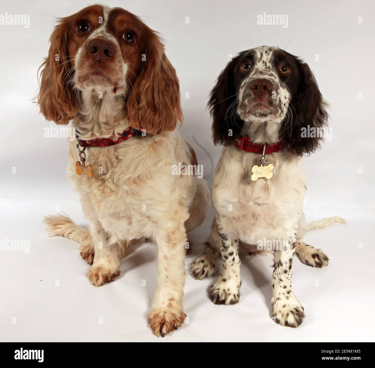 Sprocker puppy Stock Photo