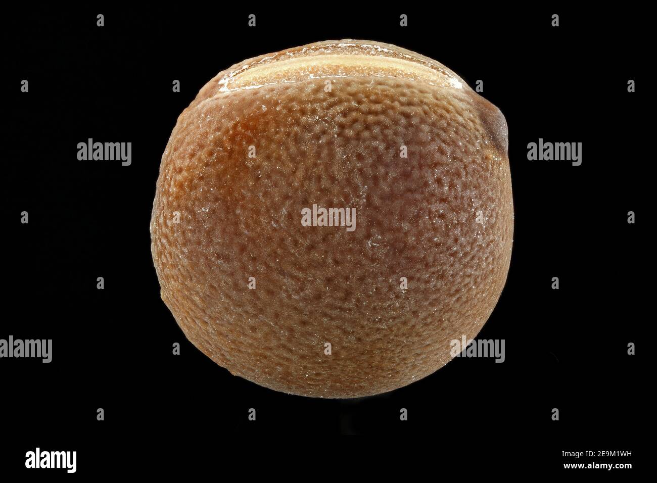 Lathyrus odoratus, Sweet pea, Duftende Platterbse, close up, seed, 4-5 mm in diameter Stock Photo