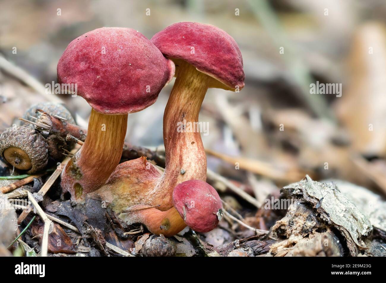 The Ruby Bolete (Hortiboletus rubellus) is an edible mushroom , an