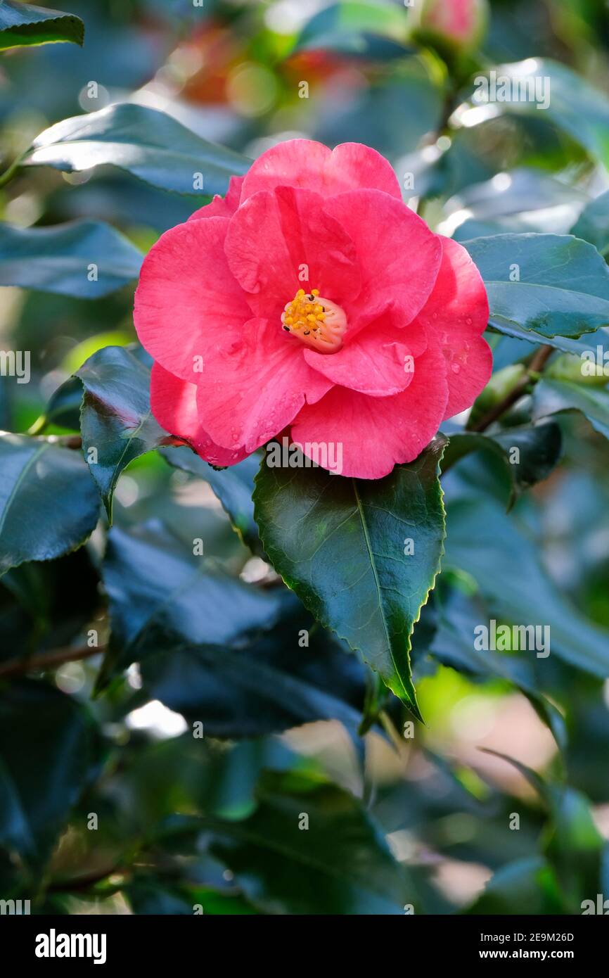 Camellia japonica lady saumarez hi-res stock photography and images - Alamy