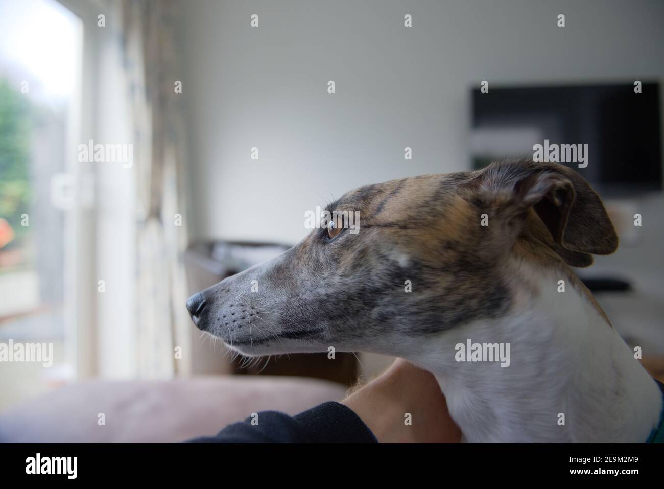 A domesticated pet adopted greyhound looks out into the garden through patio doors whilst her owner pats and calms her. Living room or lounge setting Stock Photo
