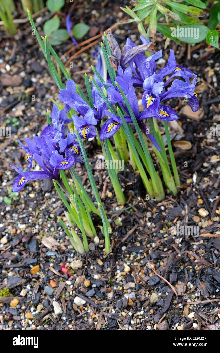 Iris Harmony'. Reticulata iris. Iris reticulata 'Harmony'. Blue flowers in early spring Stock Photo