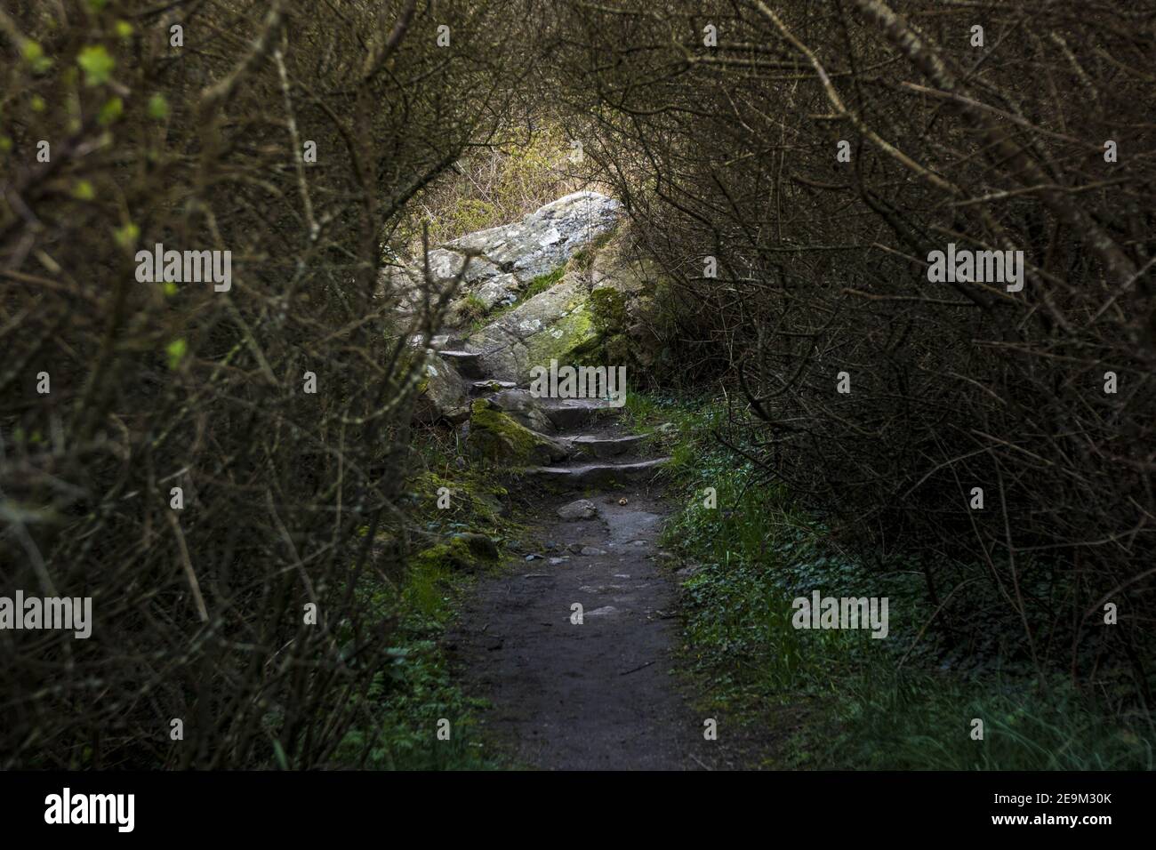 Shot of dense branches over the narrow road in the daytime Stock Photo