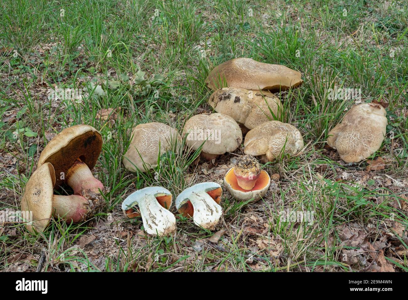 The Devils Bolete (Rubroboletus satanas) is a poisonous mushroom , an intresting photo Stock Photo