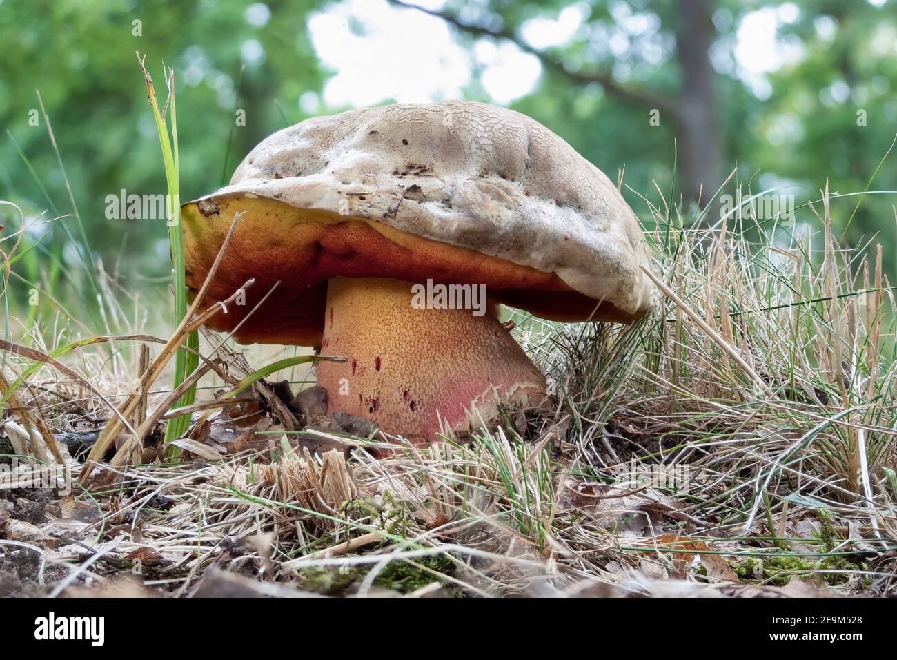 The Devils Bolete (Rubroboletus satanas) is a poisonous mushroom , an intresting photo Stock Photo