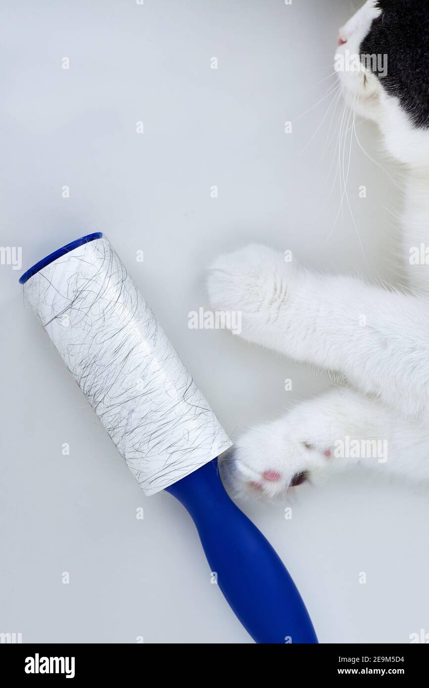 Roller for cleaning clothes in the cat's fur near the cat on a white