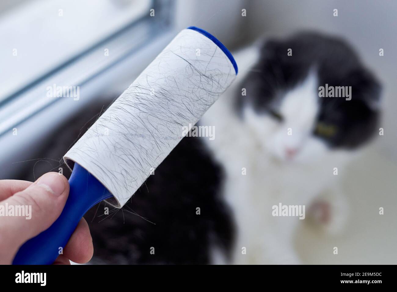 Cleaning Cats Fur at Katherine Hone blog