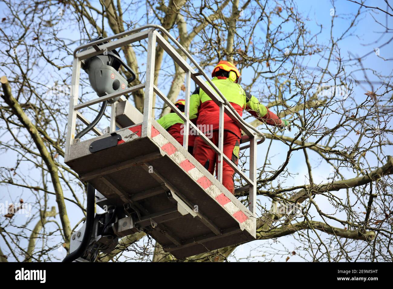 Workers on the working platform during tree cutting or tree maintenance ...