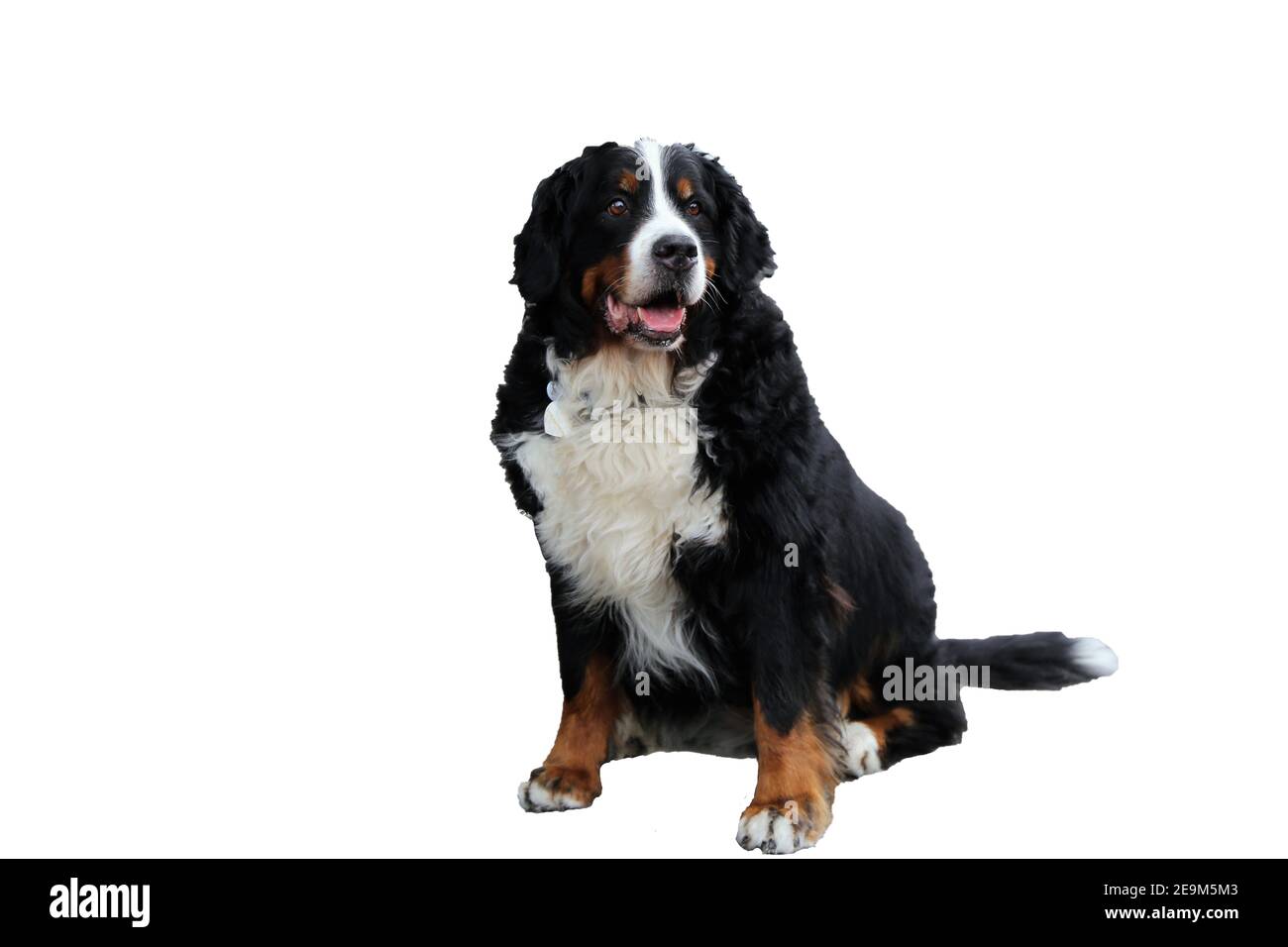 Bernese Mountain Dog isolated against a white background Stock Photo ...