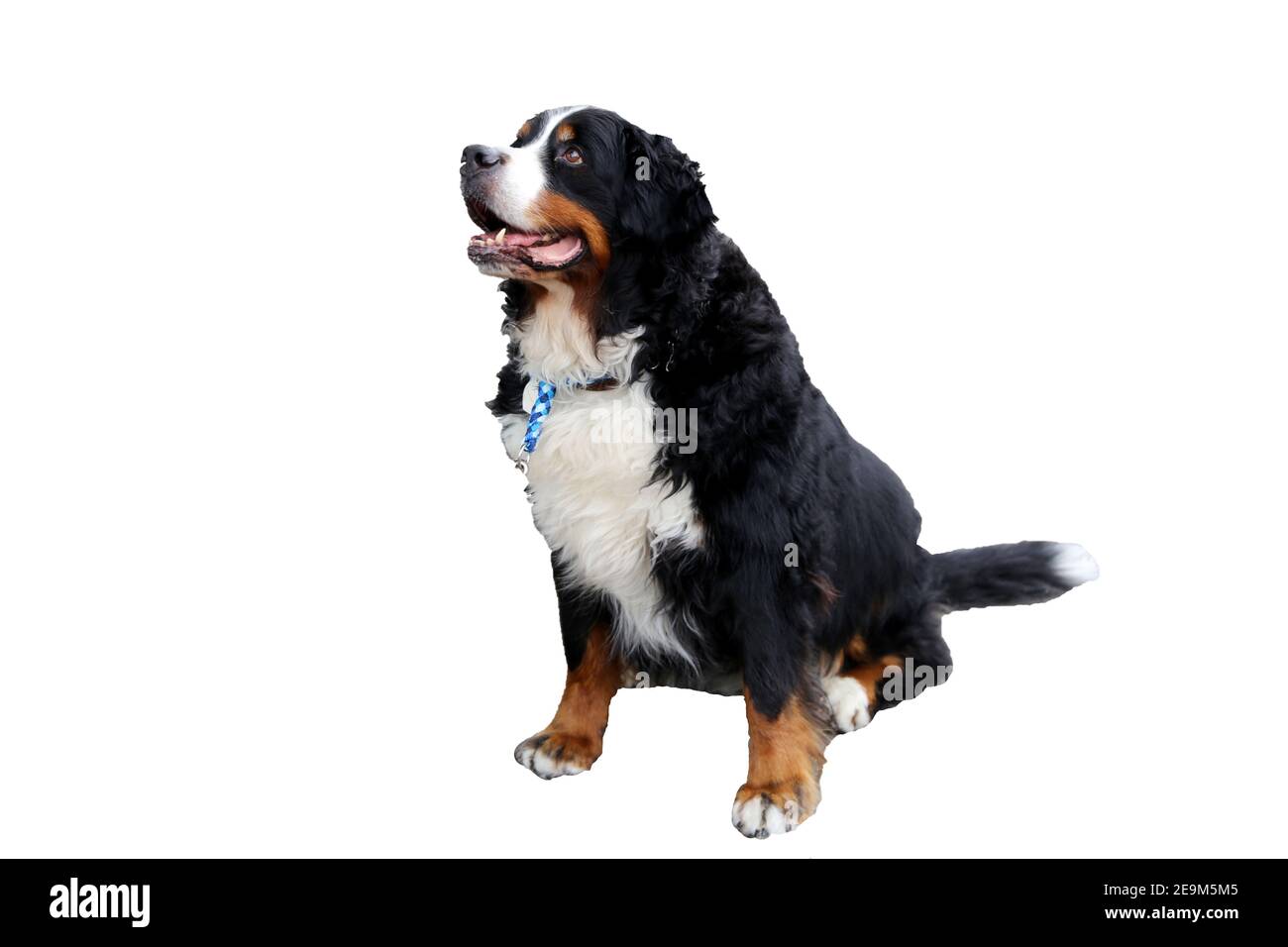 Bernese Mountain Dog isolated against a white background Stock Photo ...