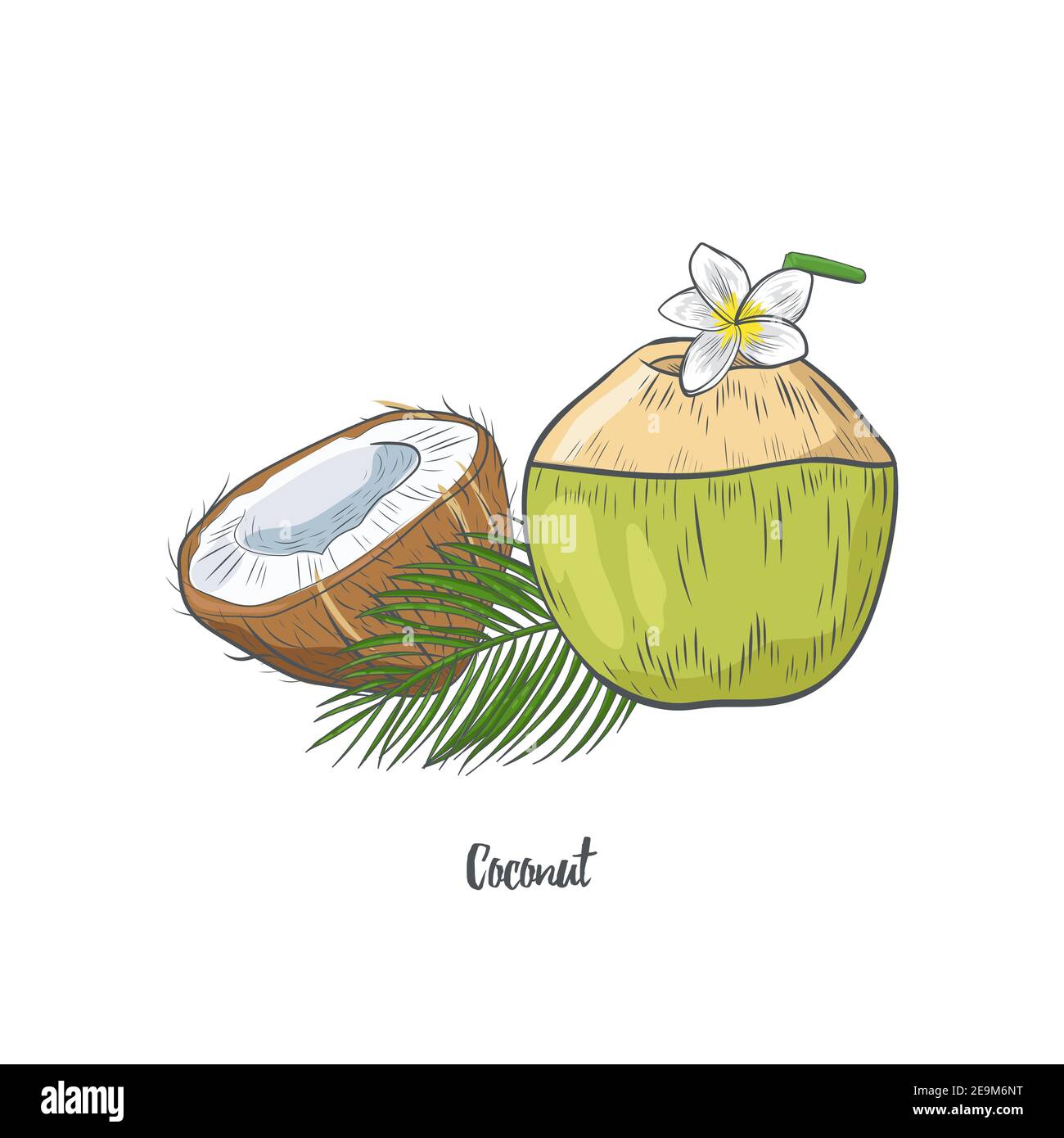 Drawing coconut Royalty Free Vector Image - VectorStock