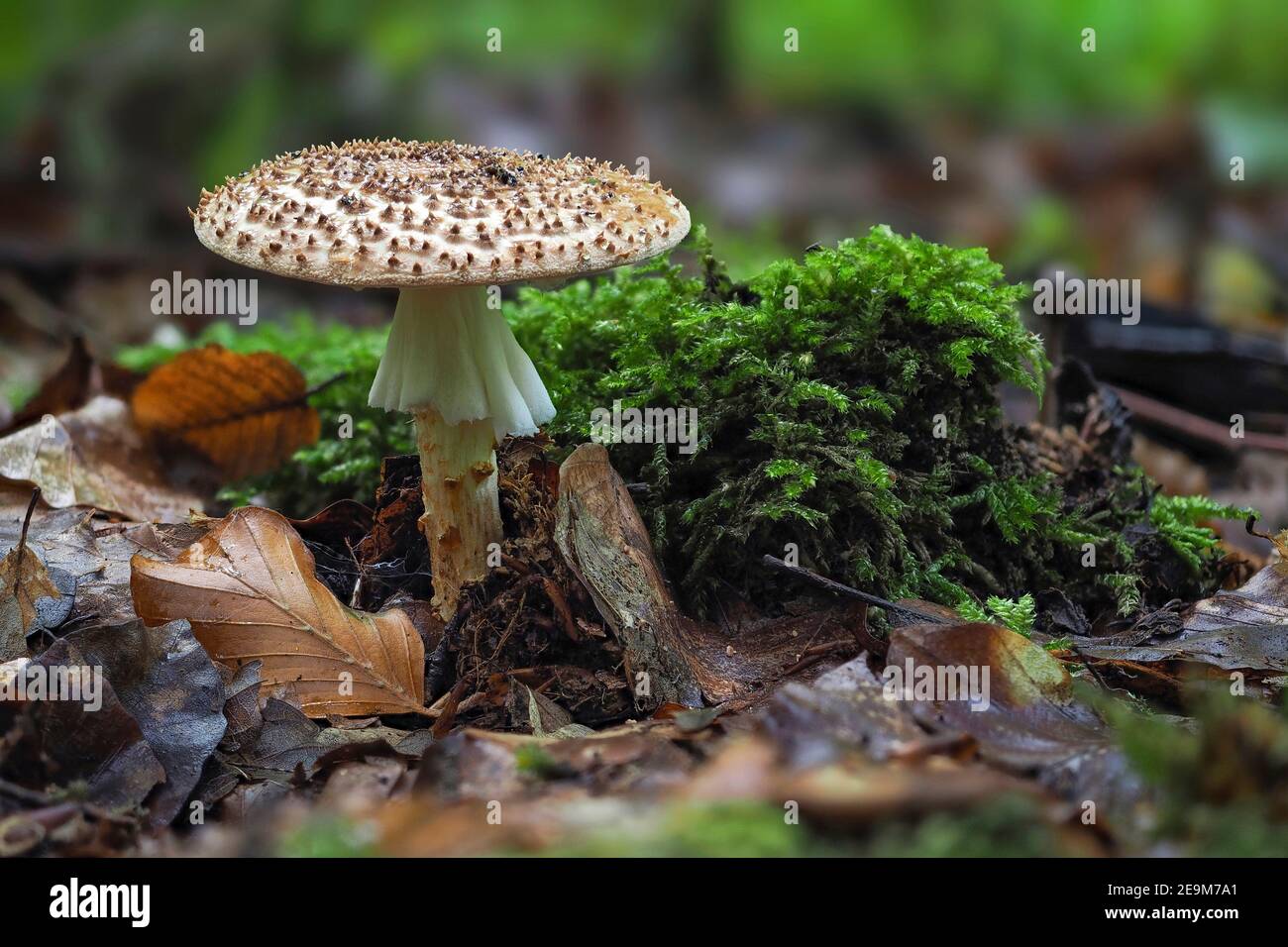 The Stinking Dapperling (Lepiota aspersa) is a poisonous mushroom , an intresting photo Stock Photo