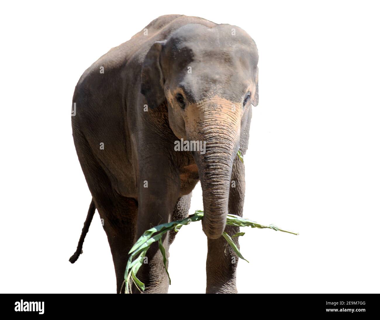 Elephant isolated on white background Stock Photo - Alamy
