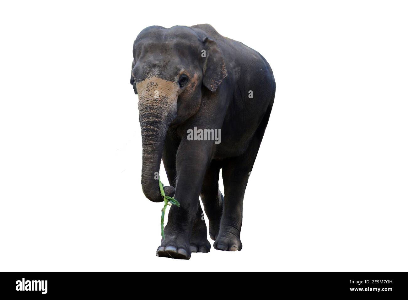 Elephant isolated on white background Stock Photo - Alamy