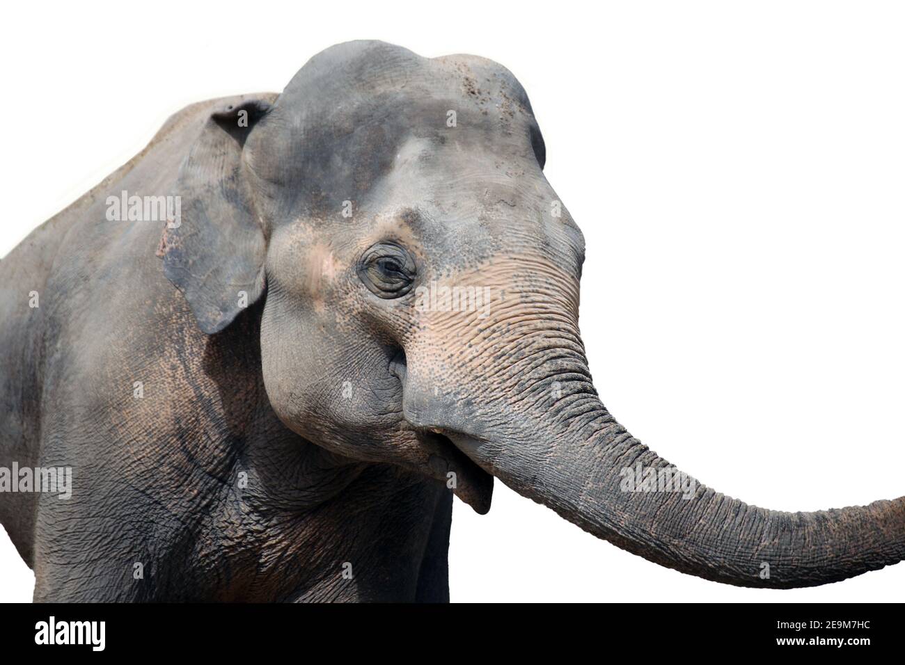 Elephant isolated on white background Stock Photo - Alamy