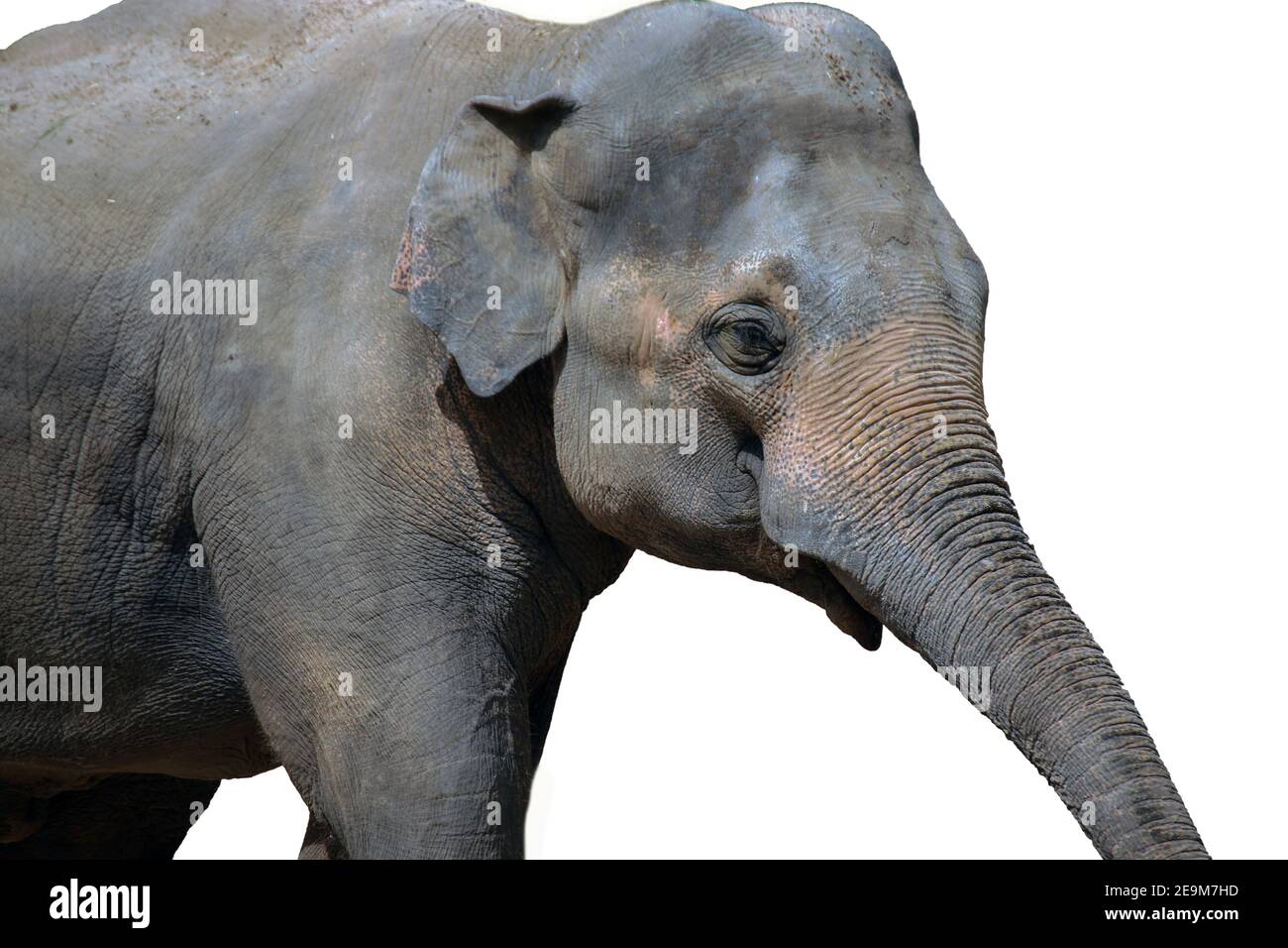 Elephant isolated on white background Stock Photo - Alamy