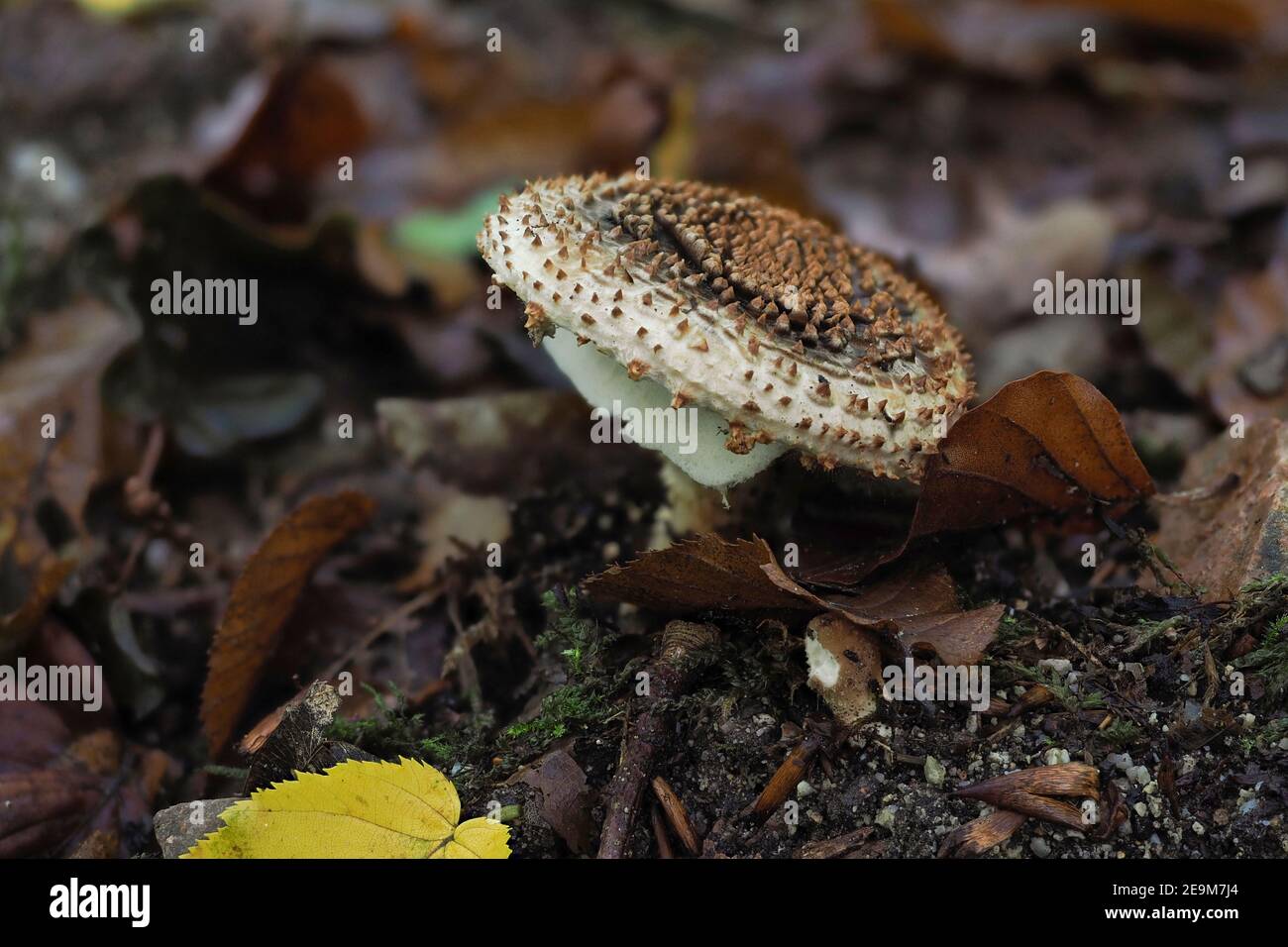 The Stinking Dapperling (Lepiota aspersa) is a poisonous mushroom , an intresting photo Stock Photo