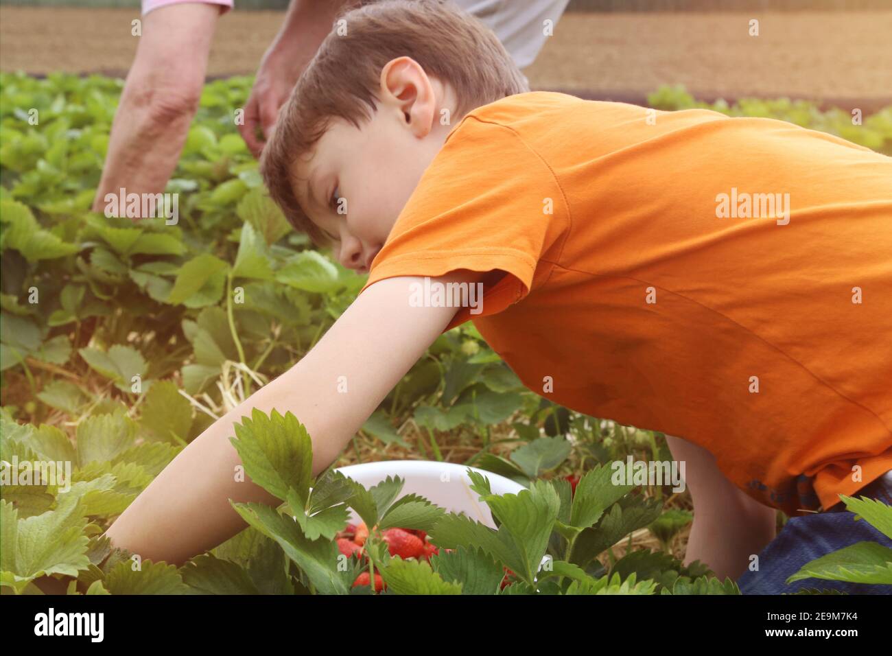 Boy picks strawberries in the field (Model released Stock Photo - Alamy