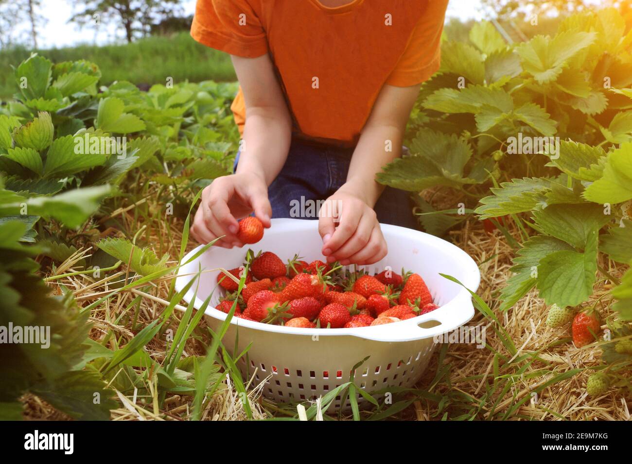 Boy picks strawberries in the field (Model released Stock Photo - Alamy